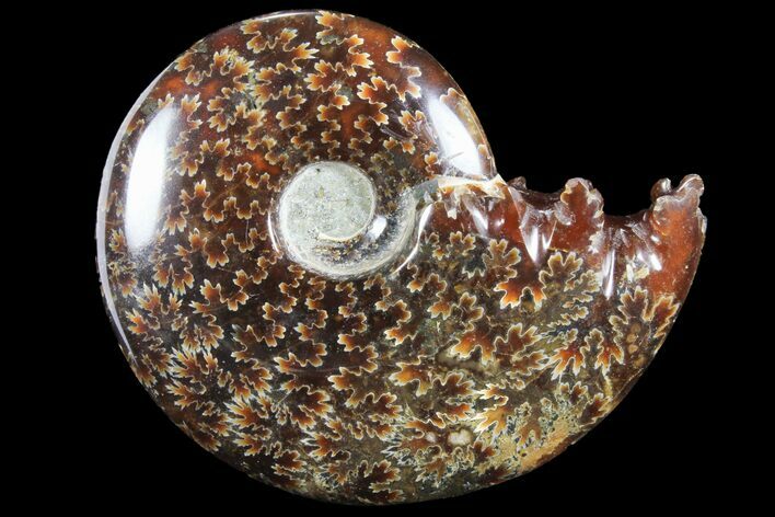 Polished, Agatized Ammonite (Cleoniceras) - Madagascar #94250